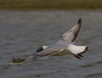 mouette rieuse en vol 8